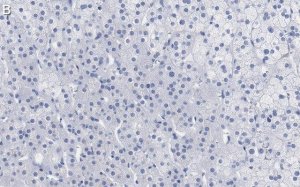 Anti-PTRH1 Antibody, clone 3O6 ZooMAb� Rabbit Monoclonal 