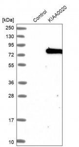 Anti-PUM3 antibody produced in rabbit 