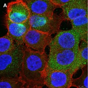 Anti-PVR (CD155) Antibody, clone 4B3 ZooMAb� Rabbit Monoclonal 