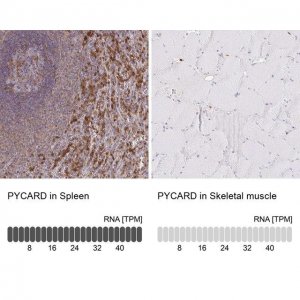 Anti-PYCARD antibody produced in rabbit HPA049074-100UL