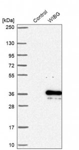 Anti-PYM1 antibody produced in rabbit 