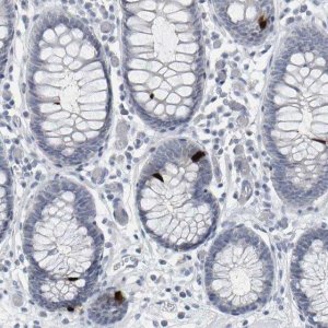 Anti-PYY antibody produced in rabbit 
