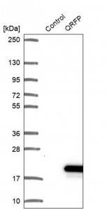 Anti-QRFP antibody produced in rabbit 