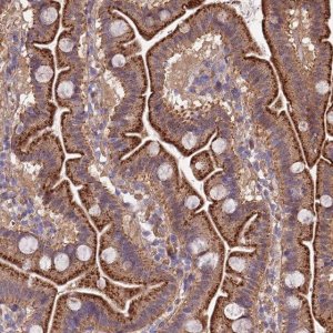 Anti-QRFP antibody produced in rabbit 