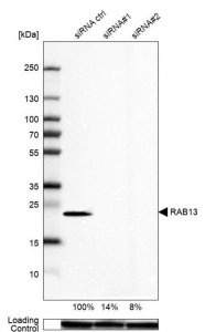 Anti-RAB13 antibody produced in rabbit 