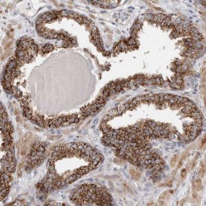 Anti-RAB18 antibody produced in rabbit 
