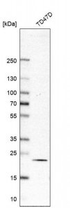 Anti-RAB18 antibody produced in rabbit 