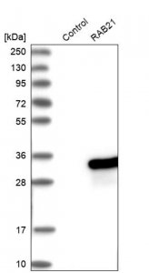 Anti-RAB21 antibody produced in rabbit 