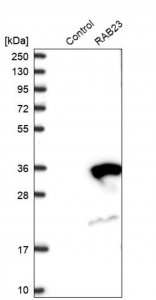 Anti-RAB23 antibody produced in rabbit 