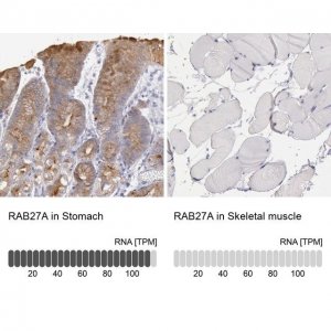 Anti-RAB27A antibody produced in rabbit HPA001333-100UL