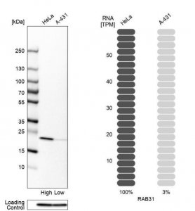 Anti-RAB31 antibody produced in rabbit 