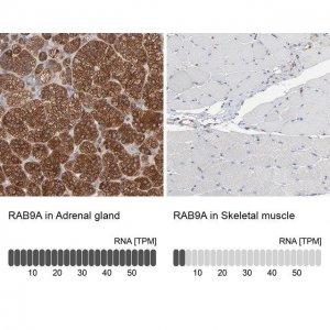 Anti-RAB9A antibody produced in rabbit 