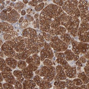 Anti-RAB9A antibody produced in rabbit 