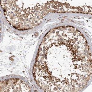 Anti-RABIF antibody produced in rabbit 