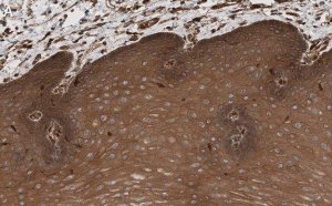 Anti-Rac1 Antibody, clone 23A8 ZooMAb� Mouse Monoclonal 
