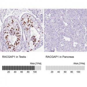 Anti-RACGAP1 antibody produced in rabbit HPA043912-100UL