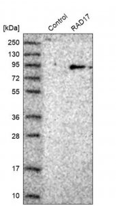 Anti-RAD17 antibody produced in rabbit 
