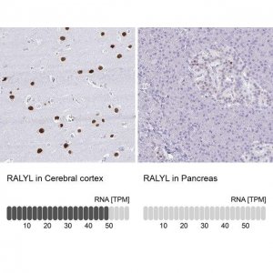 Anti-RALYL antibody produced in rabbit 