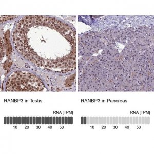 Anti-RANBP3 antibody produced in rabbit 
