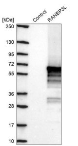 Anti-RANBP3L antibody produced in rabbit 