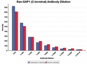 Anti-RanGAP1 (C-terminal) antibody produced in rabbit 