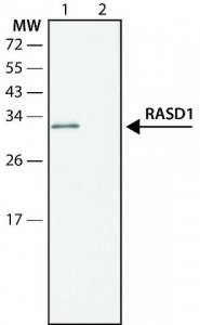 Anti-RASD1 SAB4200487-200UL