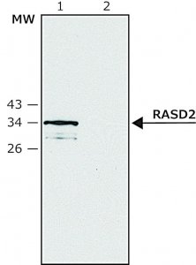 Anti-RASD2 antibody produced in rabbit SAB4200432-200UL