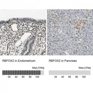Anti-RBFOX2 antibody produced in rabbit HPA006240-100UL