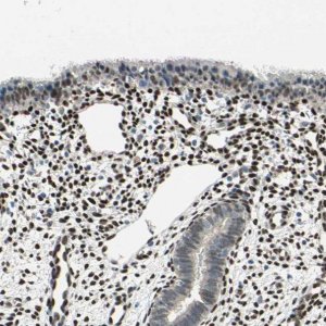 Anti-RBFOX2 antibody produced in rabbit HPA006240-100UL