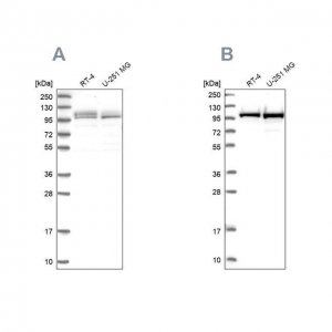 Anti-RBM12 antibody produced in rabbit 