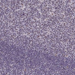 Anti-RBM12 antibody produced in rabbit 