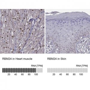 Anti-RBM24 antibody produced in rabbit 