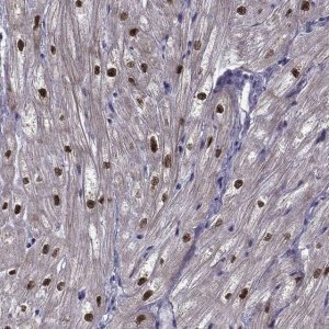 Anti-RBM24 antibody produced in rabbit 