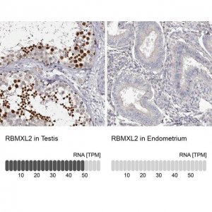 Anti-RBMXL2 antibody produced in rabbit 