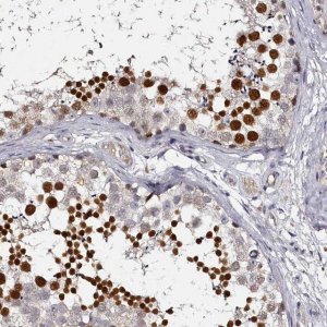 Anti-RBMXL2 antibody produced in rabbit 