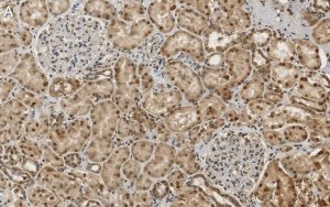 Anti-RBPMS Antibody, clone 1E16 ZooMAb� Rabbit Monoclonal 