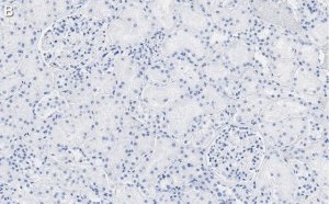 Anti-RBPMS Antibody, clone 1E16 ZooMAb� Rabbit Monoclonal 