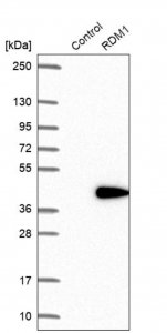 Anti-RDM1 antibody produced in rabbit 