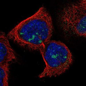 Anti-RDM1 antibody produced in rabbit 