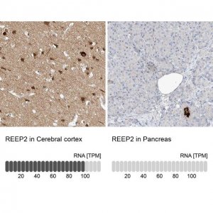 Anti-REEP2 antibody produced in rabbit 