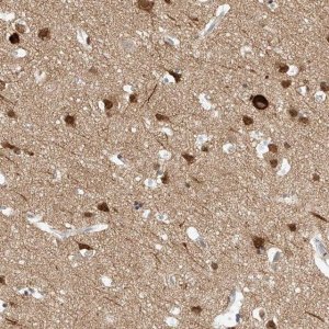 Anti-REEP2 antibody produced in rabbit 
