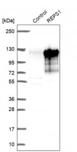 Anti-REPS1 antibody produced in rabbit 