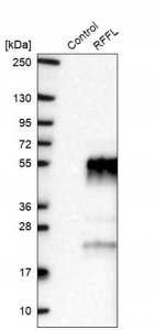 Anti-RFFL antibody produced in rabbit HPA019492-100UL
