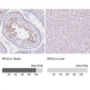 Anti-RFX2 antibody produced in rabbit 