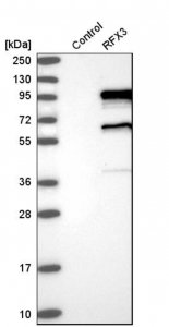Anti-RFX3 antibody produced in rabbit HPA035689-100UL