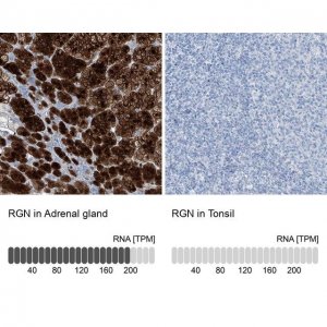 Anti-RGN antibody produced in rabbit HPA029102-100UL
