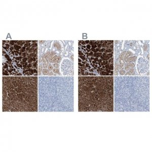 Anti-RGN antibody produced in rabbit HPA029102-100UL