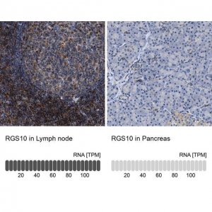 Anti-RGS10 antibody produced in rabbit 