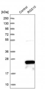 Anti-RGS10 antibody produced in rabbit 