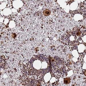 Anti-RGS18 antibody produced in rabbit 